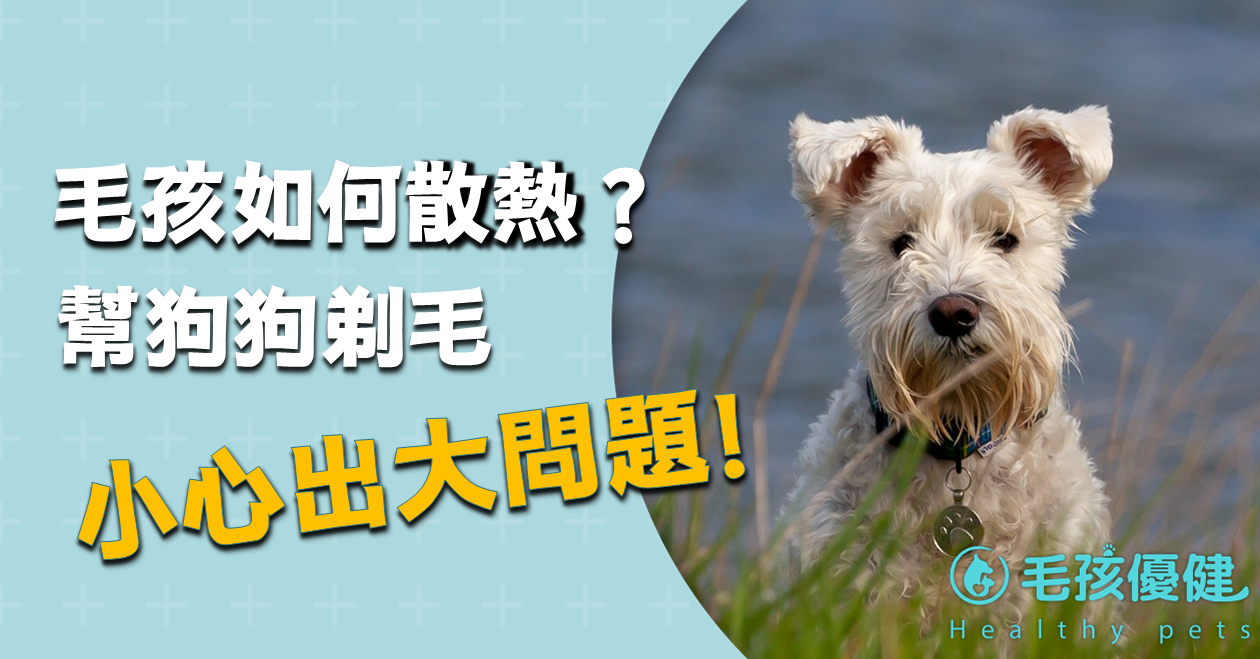 自己亂幫毛孩子剃毛？小心會出事...！一分鐘告訴你狗狗貓是如何散熱的！