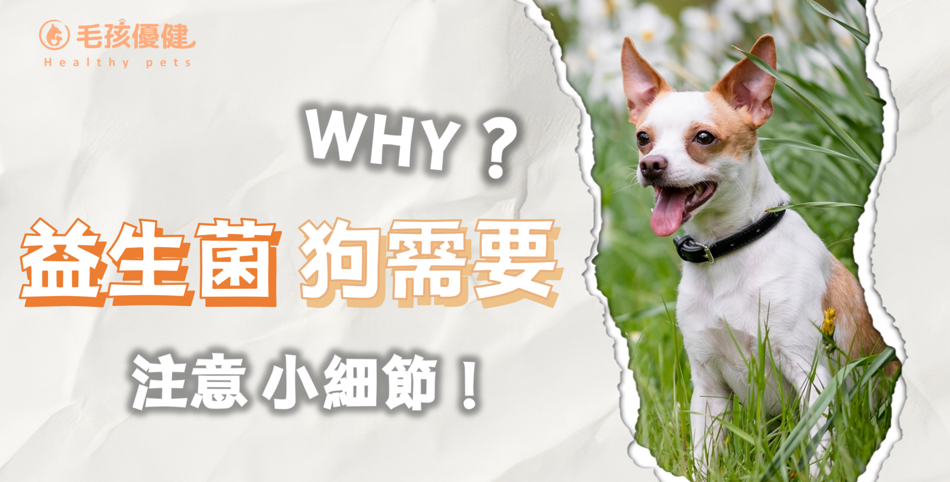 狗狗也需要吃益生菌？那是絕對的！