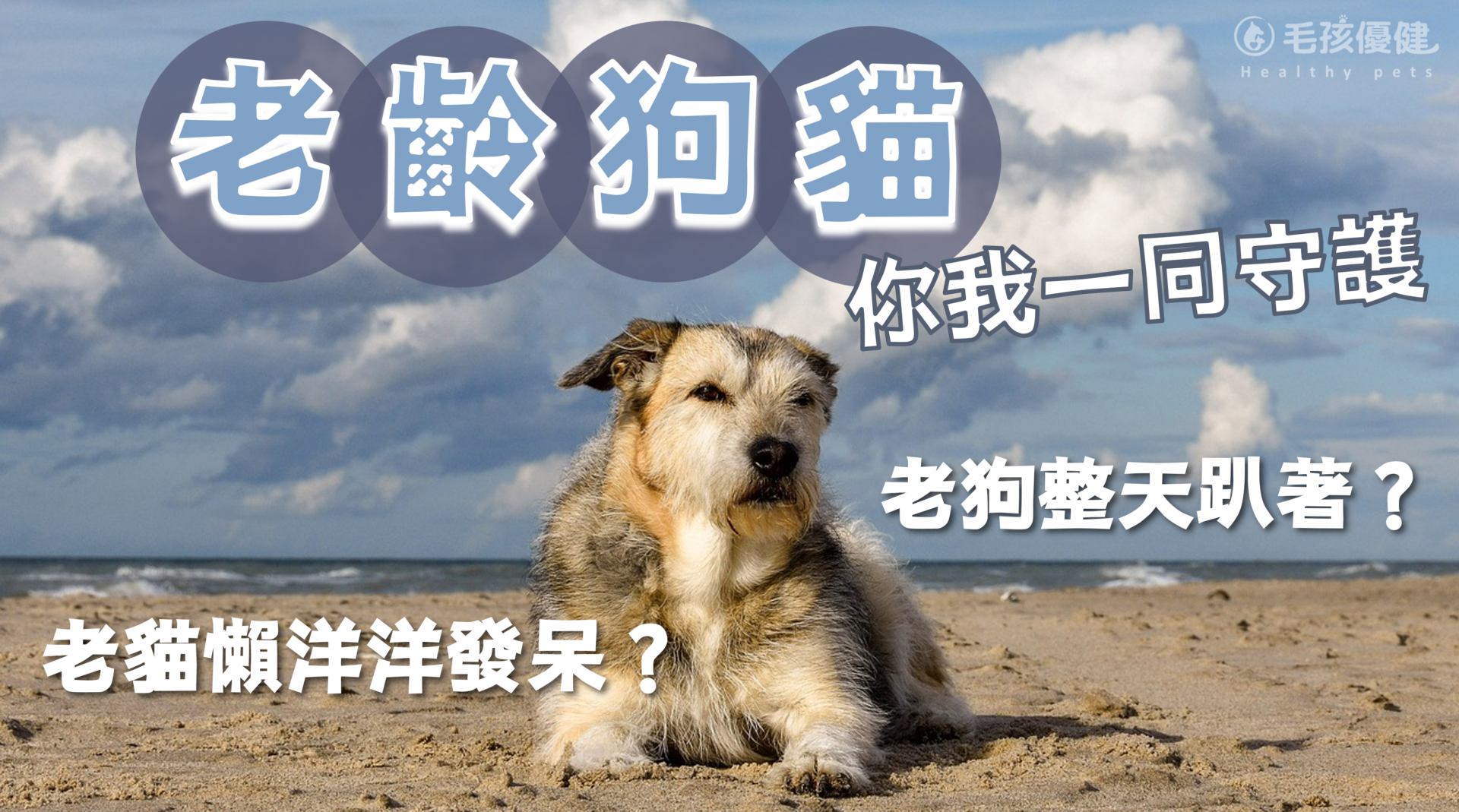 貓狗幾歲算老？高齡狗整天趴著正常？是關節問題還是...？飼主還可以給老齡寵物這些幫助！